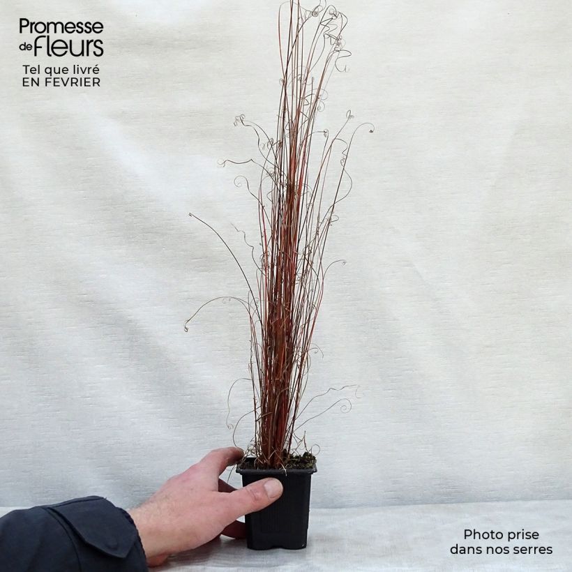 Example of Carex buchananii - Laîche de Buchanan Kweekpotje van 8/9 cm as you get in hiver