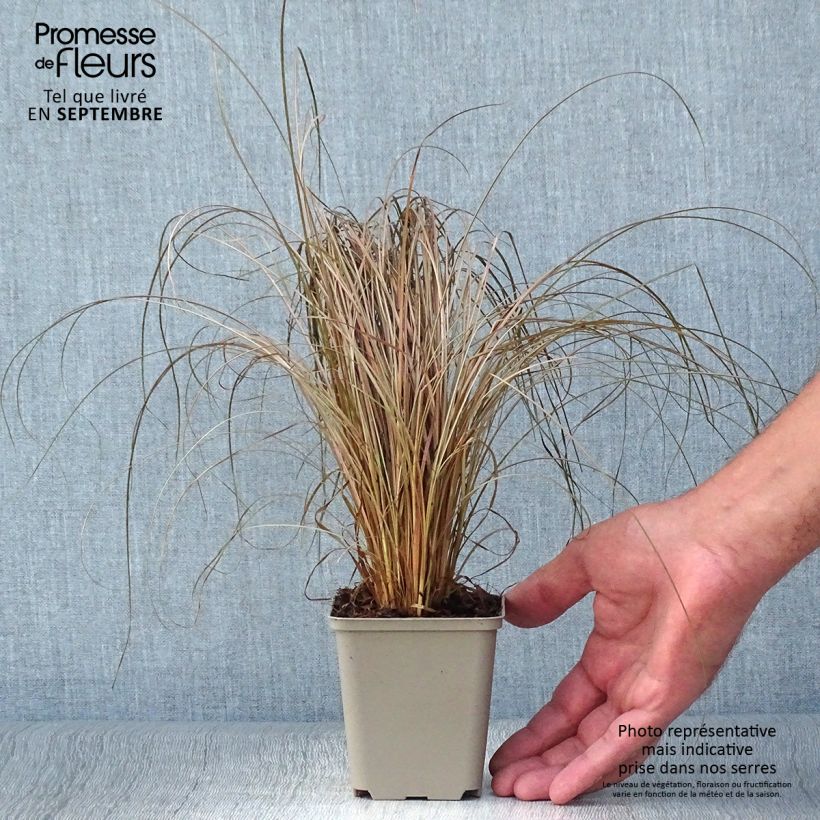 Exemplaar van Carex comans Bronco - Zegge Kweekpotje van 8/9 cm zoals geleverd in de herfst