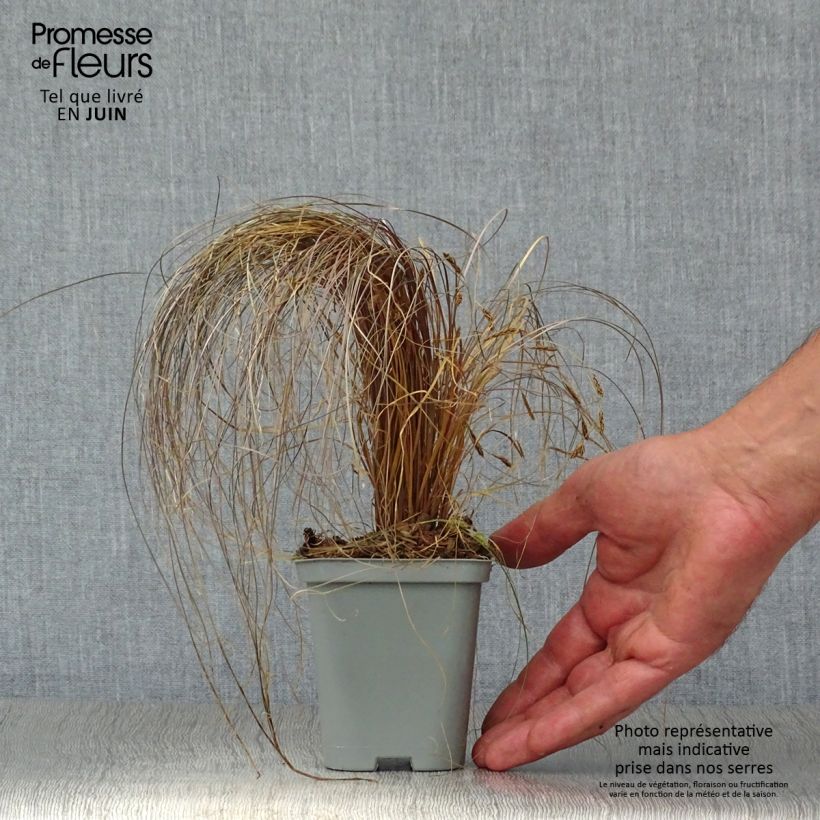 Exemplaar van Carex comans Bronze Form - Zegge Kweekpotje van 8/9 cm zoals geleverd in de zomer