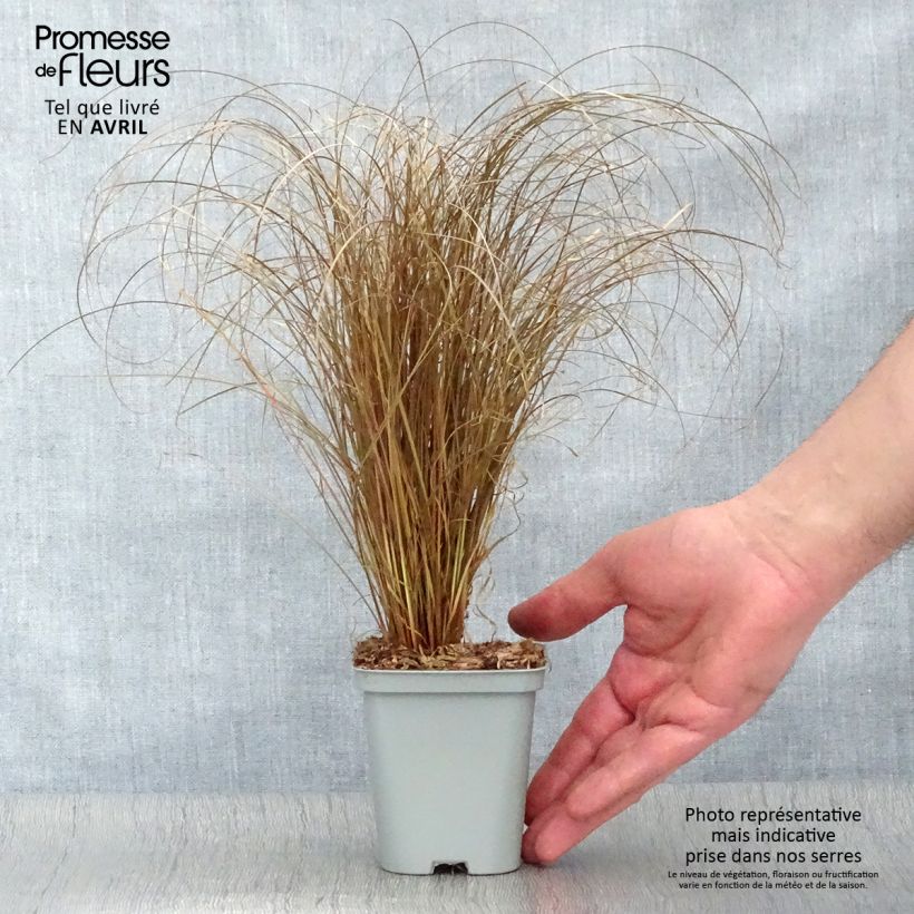 Exemplaar van Carex comans Bronze Form - Zegge Kweekpotje van 8/9 cm zoals geleverd in de lente