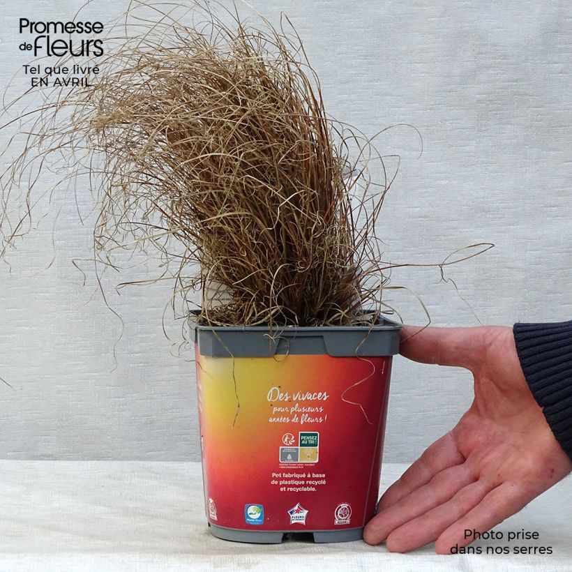 Exemplaar van Carex comans Bronze Form - Zegge Pot van 2 l/3 l zoals geleverd in de lente