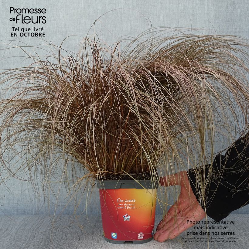Exemplaar van Carex comans Bronze Form - Zegge Pot van 2 l/3 l zoals geleverd in de herfst