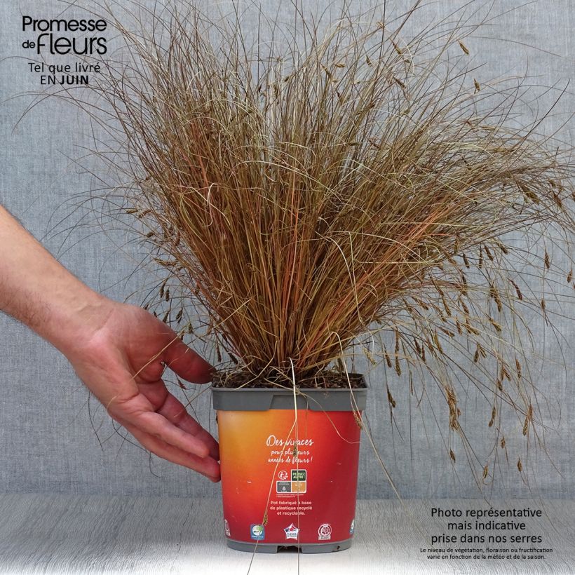 Exemplaar van Carex comans Bronze Form - Zegge Pot van 2 l/3 l zoals geleverd in de zomer