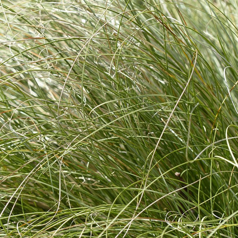 Carex comans Frosted Curls - Zegge (Blad)