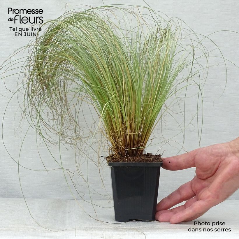 Exemplaar van Carex comans Frosted Curls - Zegge Kweekpotje van 8/9 cm zoals geleverd in de zomer