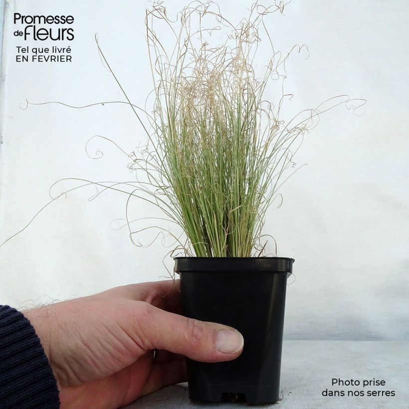 Example of Carex comans Frosted Curls - Zegge Kweekpotje van 8/9 cm as you get in hiver