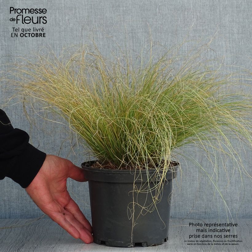 Exemplaar van Carex comans Frosted Curls - Zegge Pot van 2 l/3 l zoals geleverd in de herfst