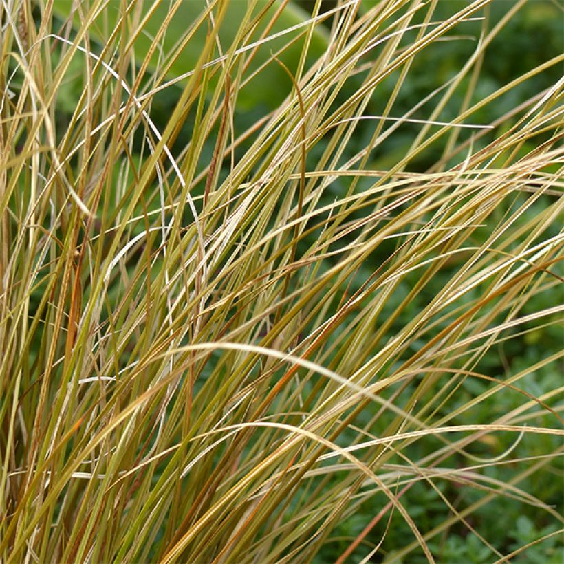 Carex comans Milk Chocolate - Zegge (Foliage)