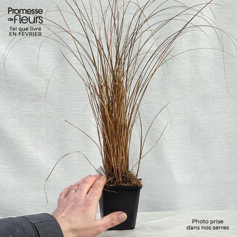 Example of Carex comans Milk Chocolate - Laîche Kweekpotje van 8/9 cm as you get in hiver