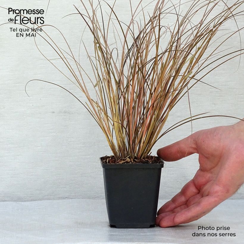 Exemplaar van Carex comans Milk Chocolate - Zegge Kweekpotje van 8/9 cm zoals geleverd in de lente