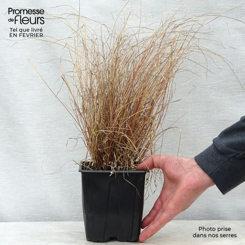 Example of Carex comans Milk Chocolate - Laîche Pot van 2 l/3 l as you get in hiver