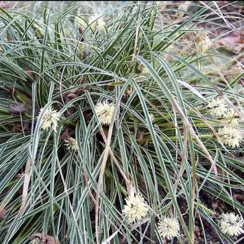 Carex conica Snowline - Zegge (Plant habit)