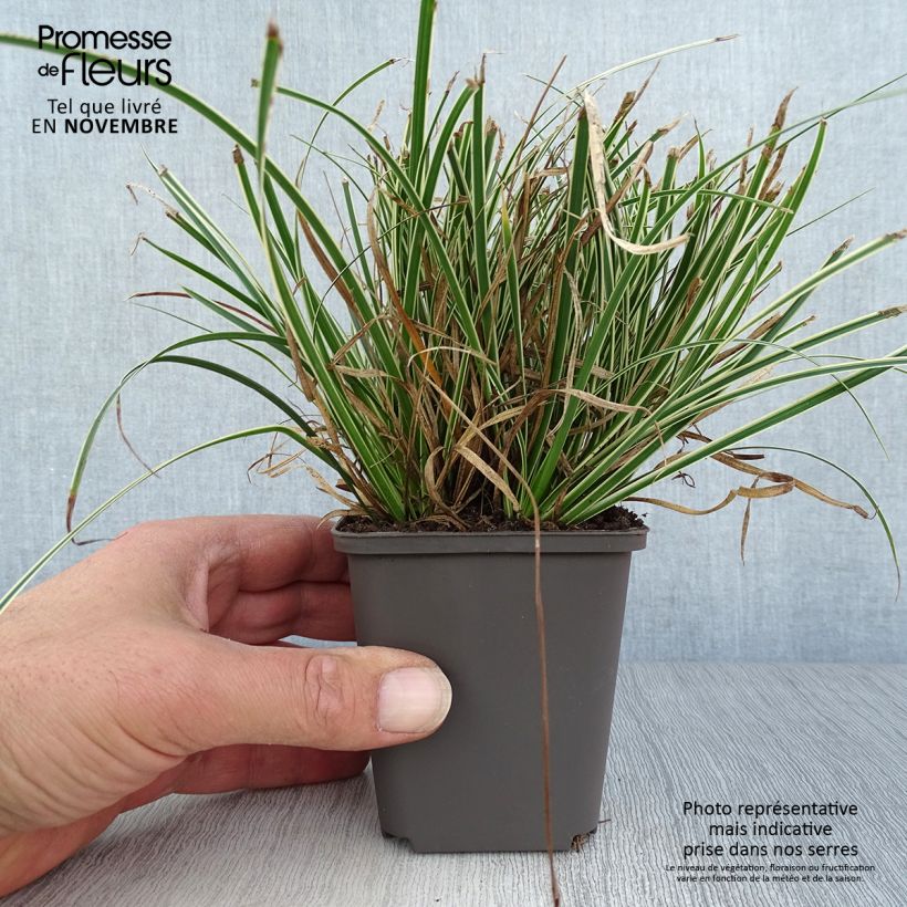 Exemplaar van Carex conica Snowline - Zegge Kweekpotje van 8/9 cm zoals geleverd in de herfst