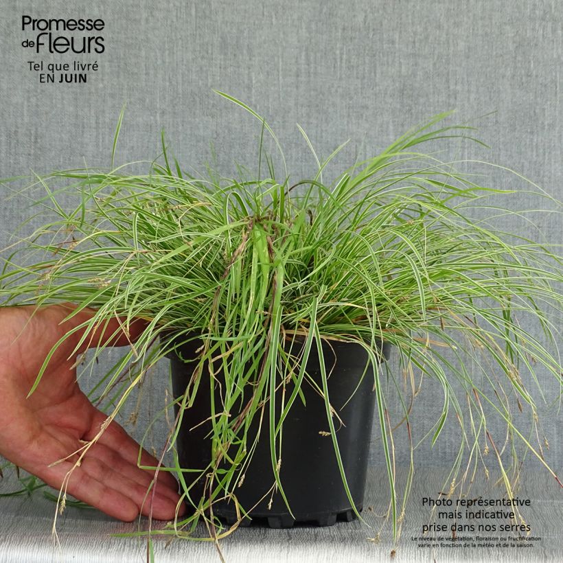 Exemplaar van Carex conica Snowline - Zegge Pot van 2 l/3 l zoals geleverd in de zomer