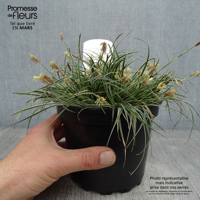 Exemplaar van Carex conica Snowline - Zegge Pot van 2 l/3 l zoals geleverd in de lente