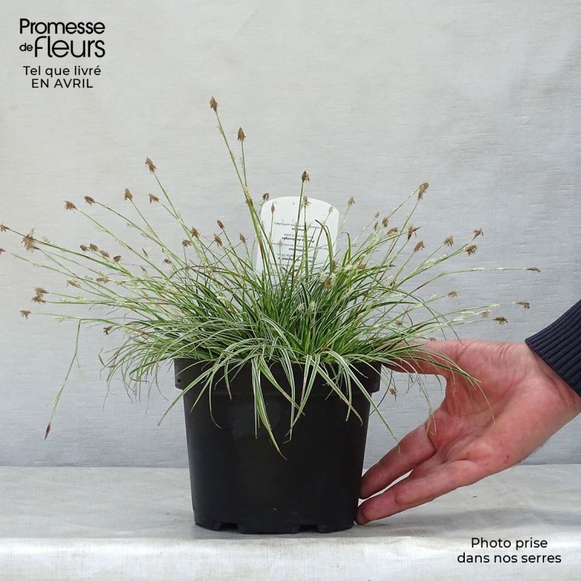 Exemplaar van Carex conica Snowline - Zegge Kweekpotje van 8/9 cm zoals geleverd in de lente