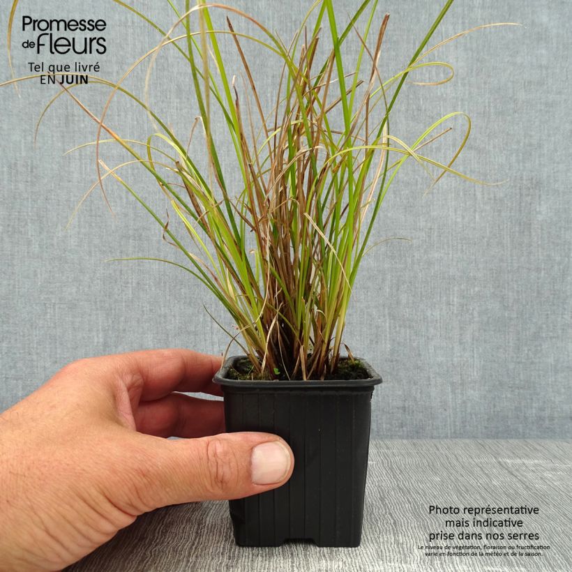 Exemplaar van Carex dipsacea - Zegge Kweekpotje van 8/9 cm zoals geleverd in de zomer