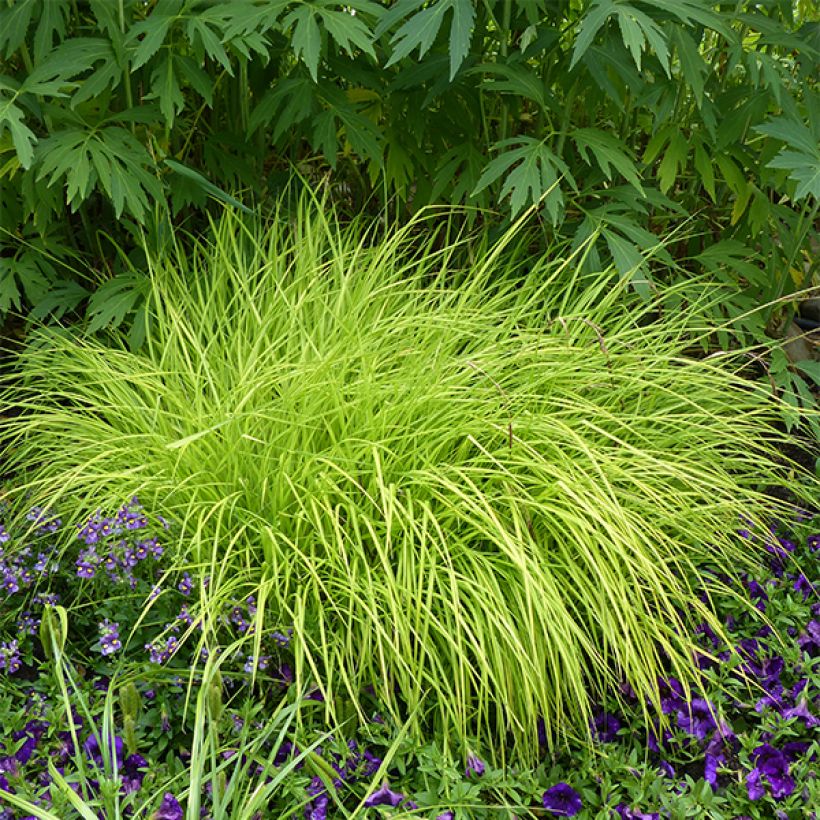 Carex elata Aurea - Goudgerande zegge (Plant habit)