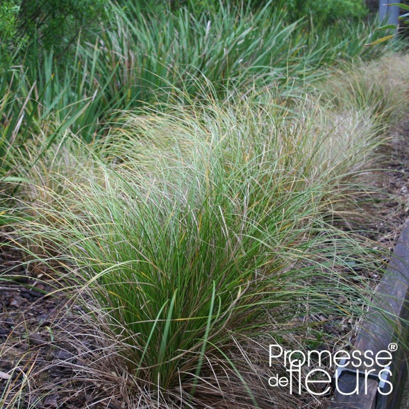 Carex flagellifera Kiwi - Zegge (Plant habit)