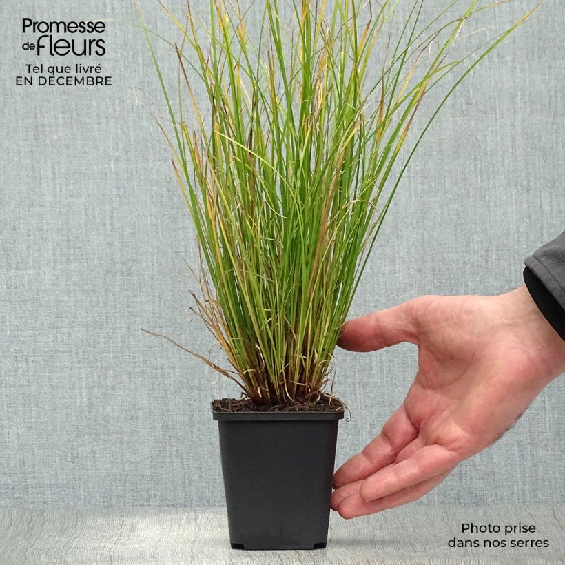 Example of Carex flagellifera Kiwi - Laîche Kiwi  Kweekpotje van 8/9 cm as you get in hiver