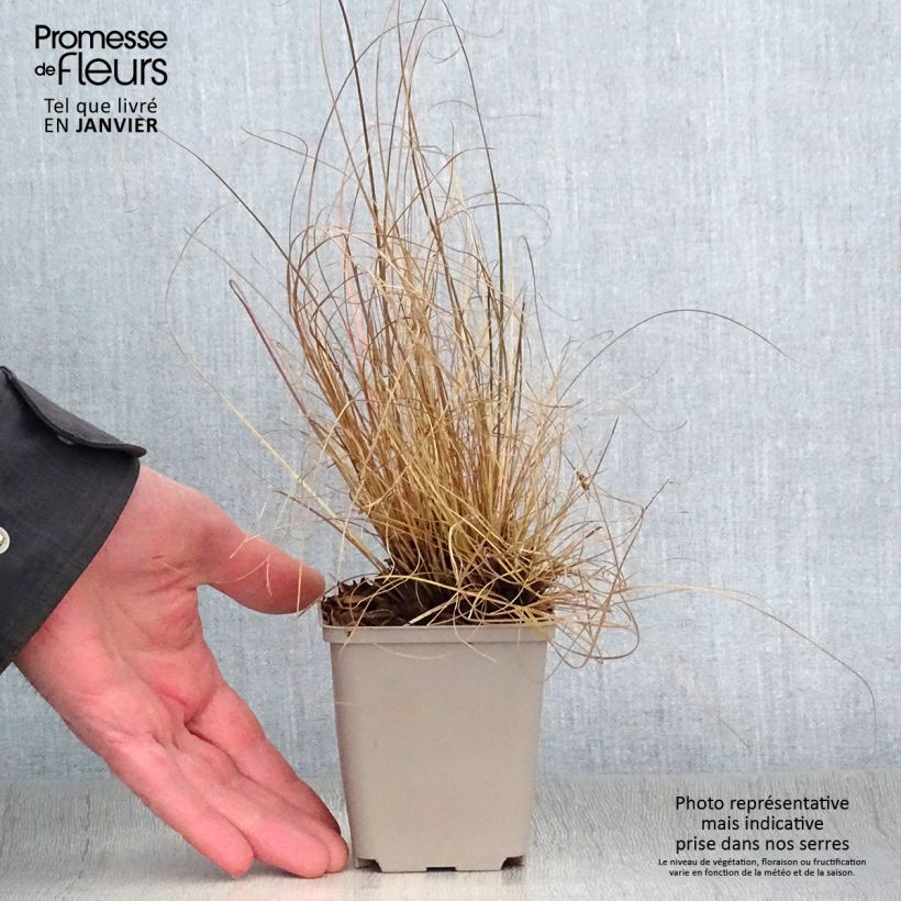 Example of Carex flagellifera - Laîche de Nouvelle-Zélande Kweekpotje van 8/9 cm as you get in hiver