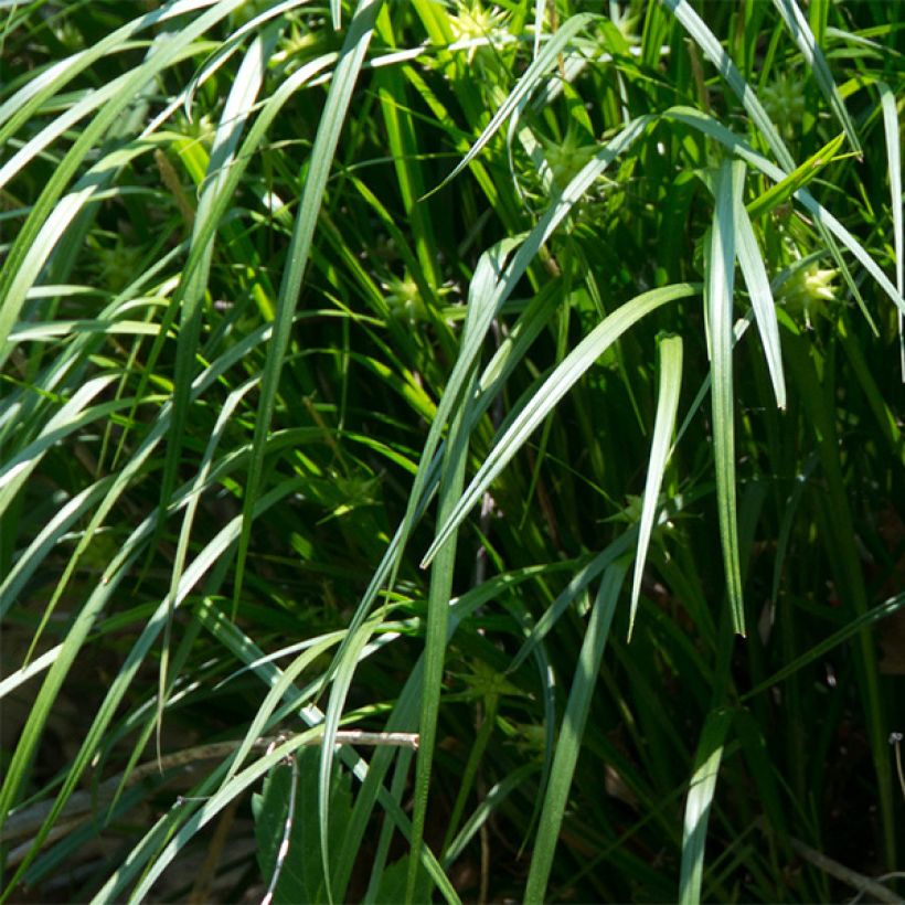 Carex grayi - Morgensterzegge (Foliage)
