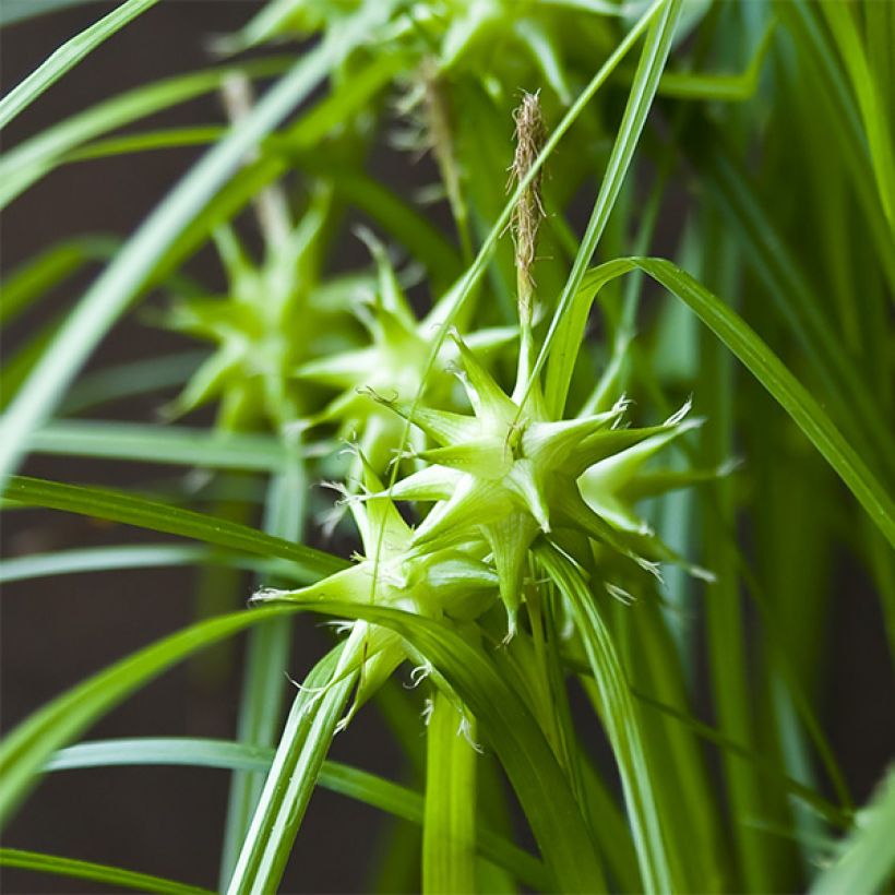 Carex grayi - Morgensterzegge (Flowering)