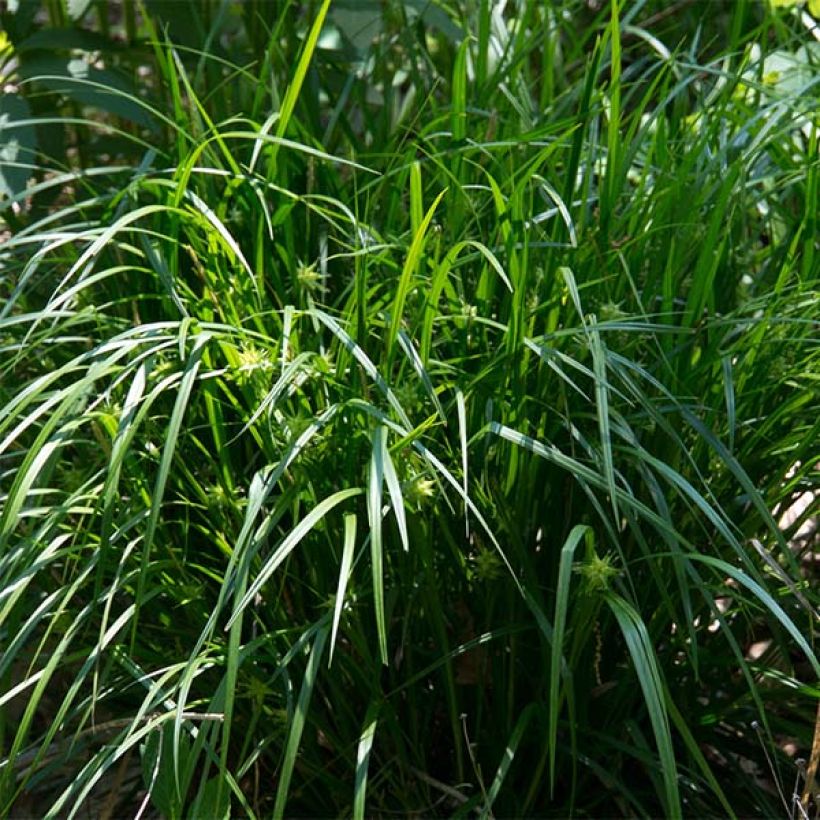 Carex grayi - Morgensterzegge (Plant habit)
