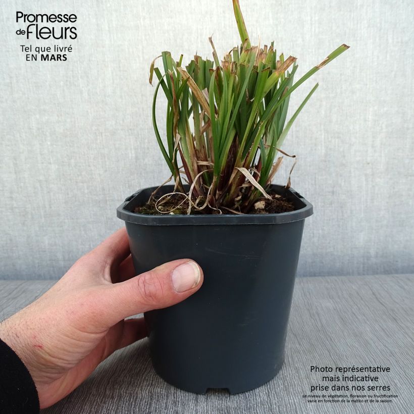 Example of Carex grayi - Laîche massue Pot van 2 l/3 l as you get in hiver