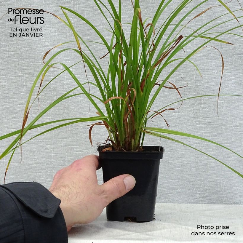 Example of Carex grayi - Laîche massue Kweekpotje van 8/9 cm as you get in hiver
