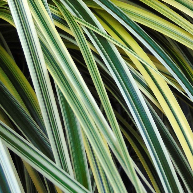 Carex Feather Falls - Zegge (Foliage)