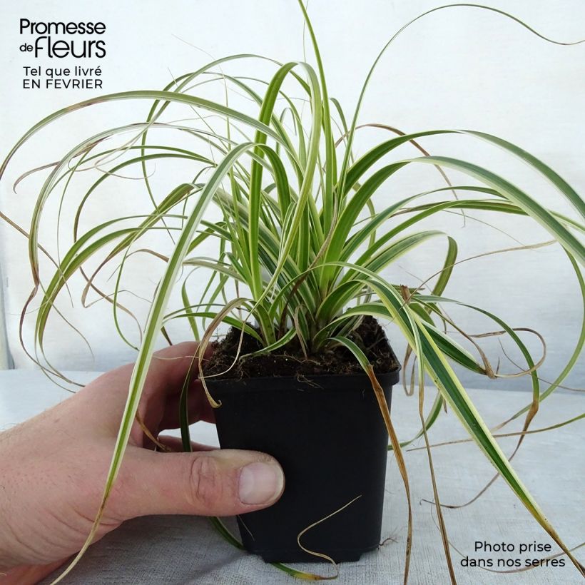 Example of Carex hybride Feather Falls Kweekpotje van 8/9 cm as you get in hiver
