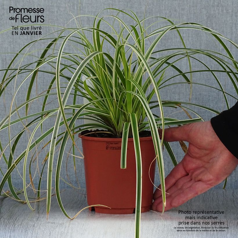 Example of Carex hybride Feather Falls Pot van 1 l/1,5 l as you get in hiver