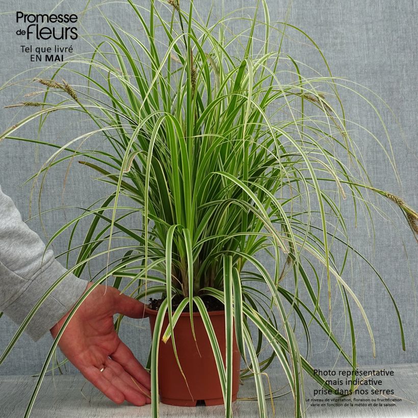 Exemplaar van Carex Feather Falls - Zegge Pot van 1 l/1,5 l zoals geleverd in de lente