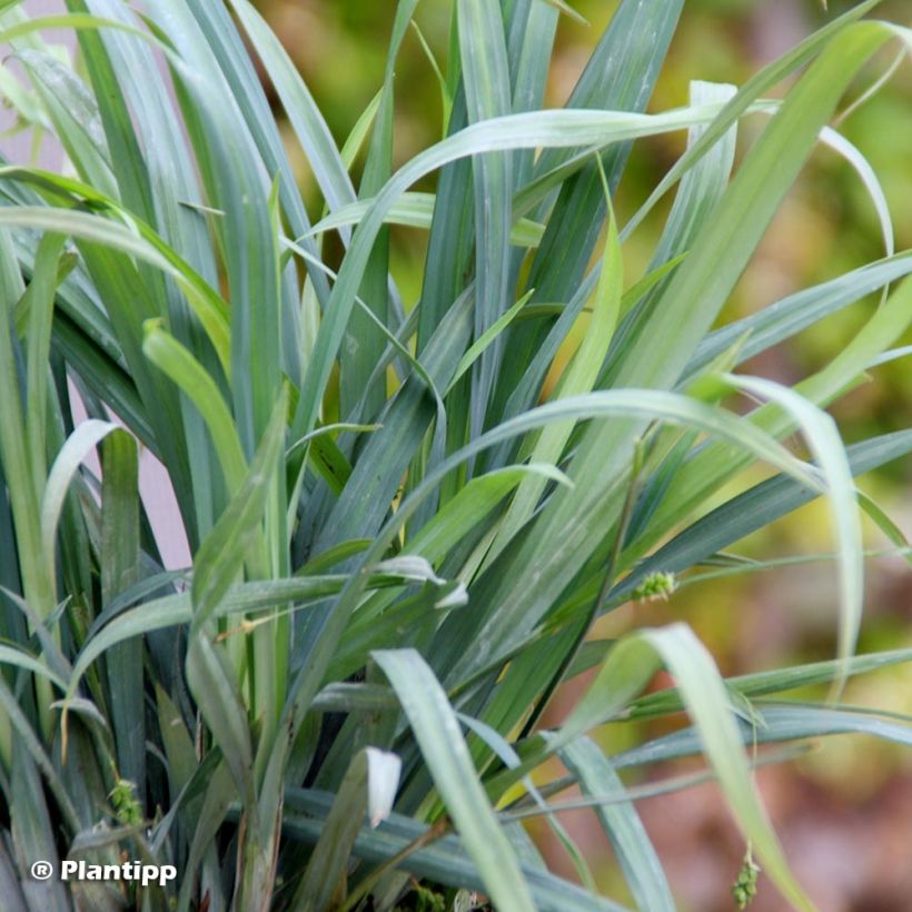 Carex Bunny Blue - Zegge (Foliage)