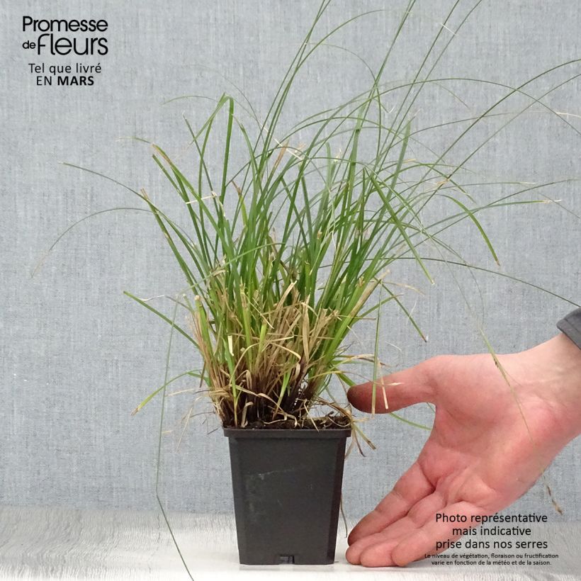 Exemplaar van Carex lenta Osaka - Zegge Kweekpotje van 8/9 cm zoals geleverd in de lente