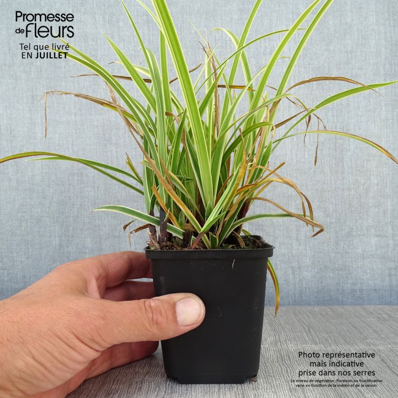 Exemplaar van Carex morrowii Goldband - Japanse zegge Kweekpotje van 8/9 cm zoals geleverd in de zomer