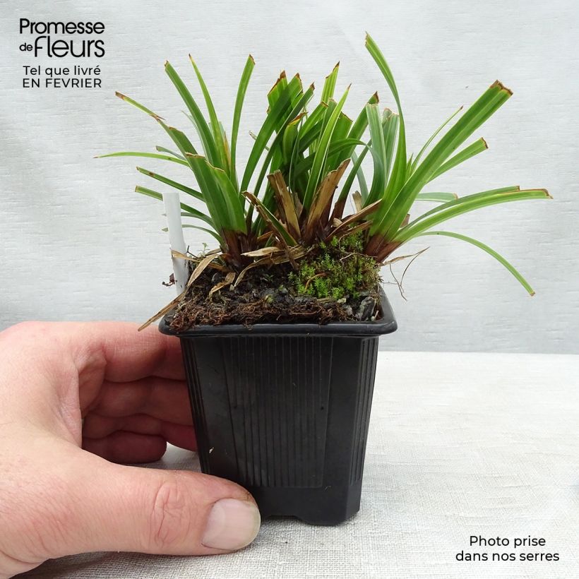 Example of Carex morrowii Ice Dance - Laîche du Japon Kweekpotje van 8/9 cm as you get in hiver