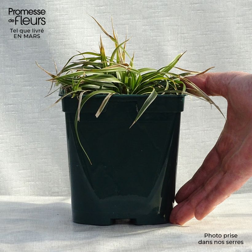 Example of Carex morrowii Ice Dance - Laîche du Japon Pot van 2 l/3 l as you get in hiver