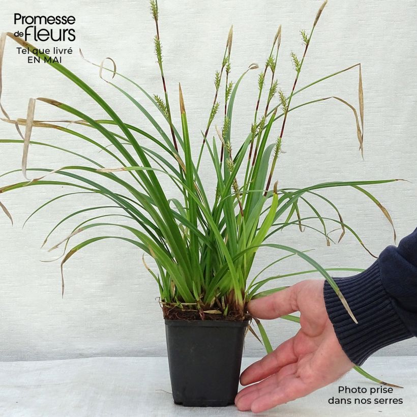 Exemplaar van Carex morrowii Irish Green - Japanse zegge Kweekpotje van 8/9 cm zoals geleverd in de lente