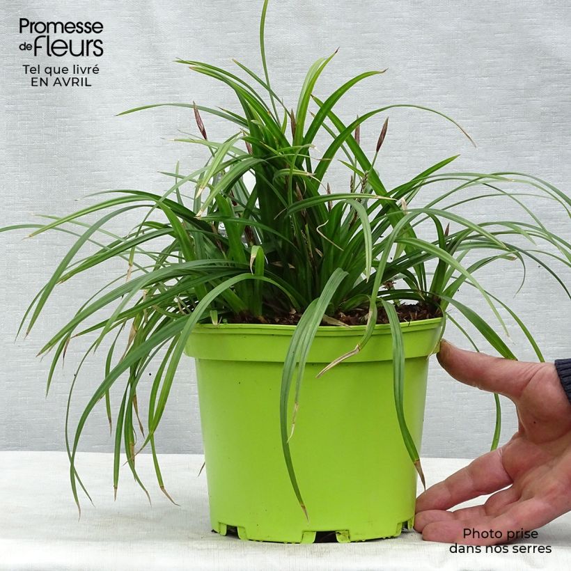 Exemplaar van Carex morrowii Irish Green - Japanse zegge Pot van 2 l/3 l zoals geleverd in de lente