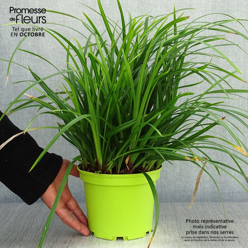 Exemplaar van Carex morrowii Irish Green - Japanse zegge Pot van 2 l/3 l zoals geleverd in de herfst