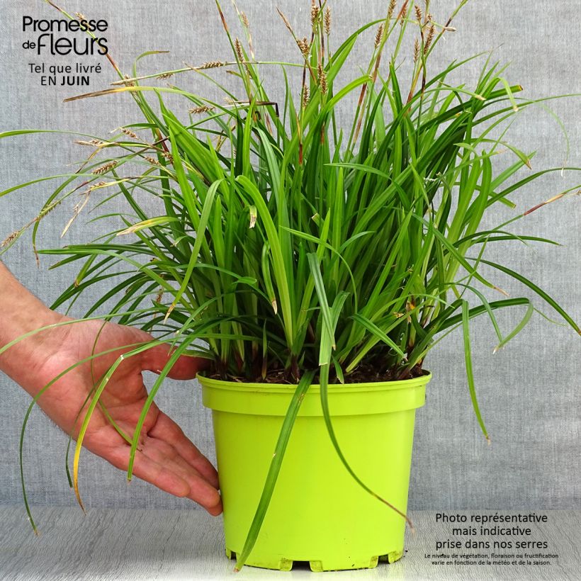 Exemplaar van Carex morrowii Irish Green - Japanse zegge Pot van 2 l/3 l zoals geleverd in de zomer
