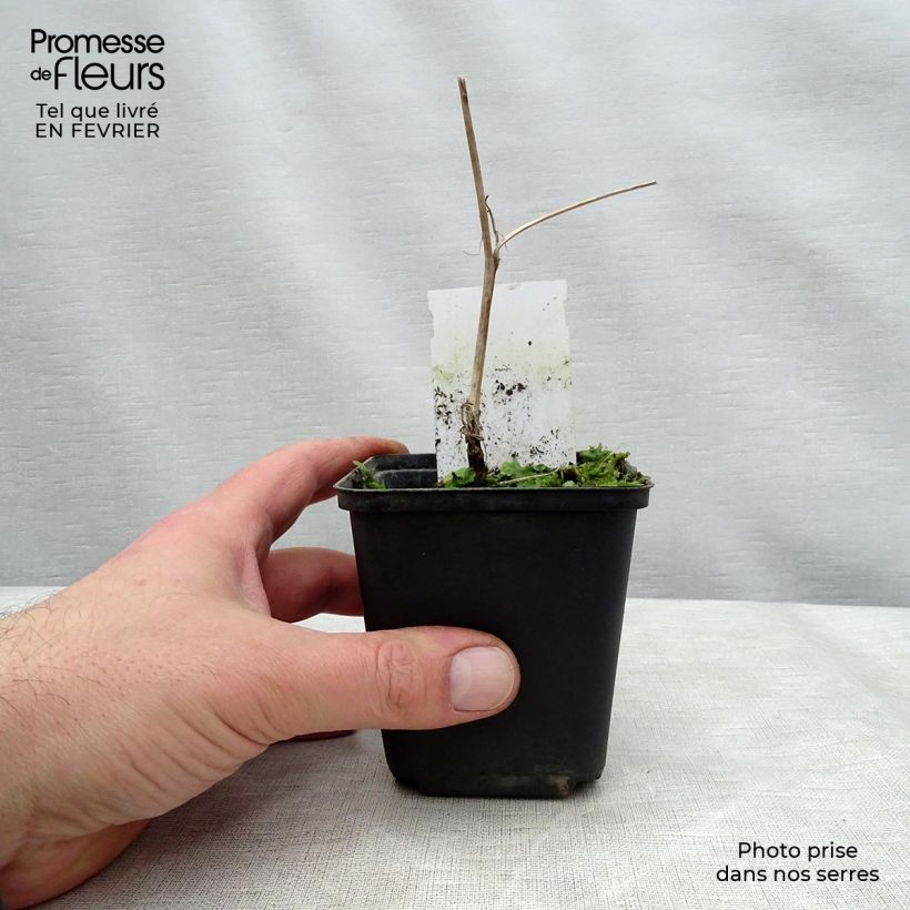 Example of Carex morrowii Variegata - Laîche du Japon Pot van 1 l/1,5 l as you get in hiver