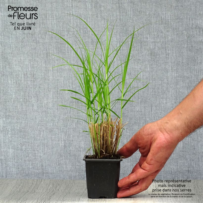 Exemplaar van Carex muskingumensis - Palmzegge Kweekpotje van 8/9 cm zoals geleverd in de zomer