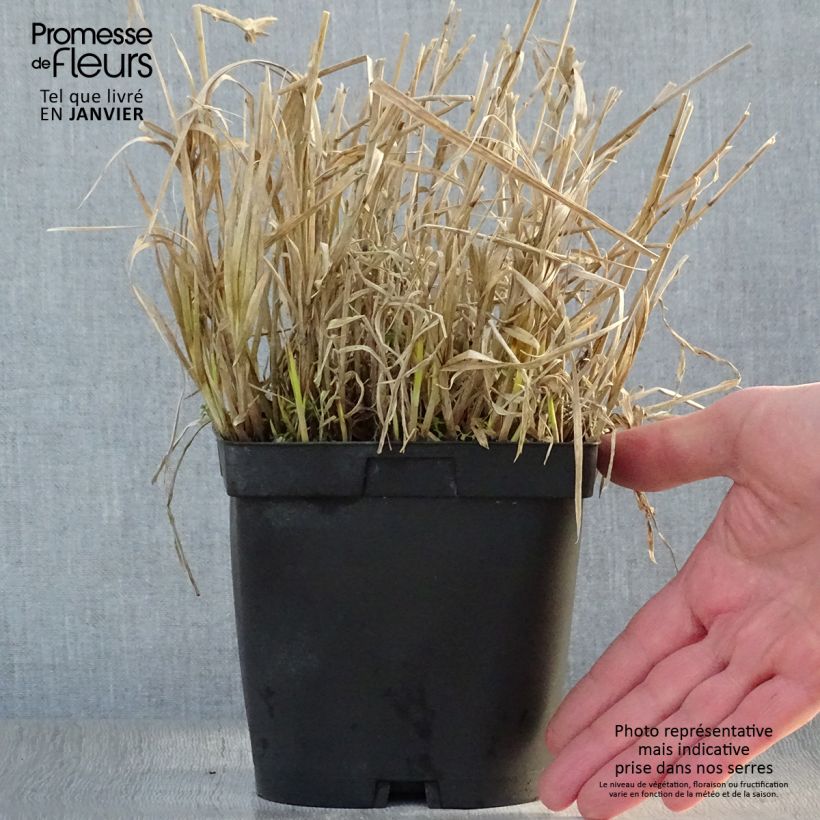 Example of Carex muskingumensis - Laiche d Amerique Pot van 2 l/3 l as you get in hiver