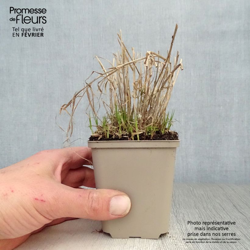 Example of Carex muskingumensis Little Midge - Laîche d'Amérique Kweekpotje van 8/9 cm as you get in hiver