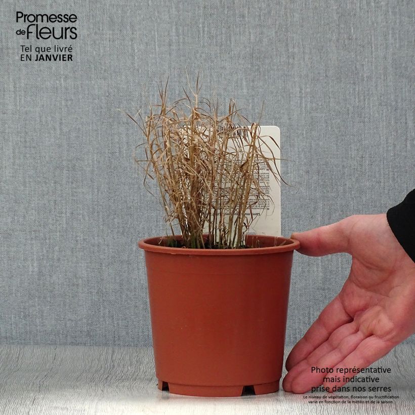 Example of Carex muskingumensis Little Midge - Laîche d'Amérique Pot van 1 l/1,5 l as you get in hiver