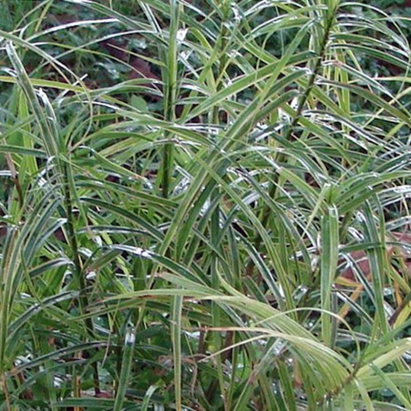 Carex muskingumensis Oehme - Palmzegge (Foliage)
