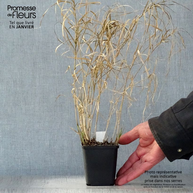 Example of Carex muskingumensis Silberstreif - Laîche d'Amérique Kweekpotje van 8/9 cm as you get in hiver